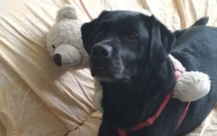 Zbiórka Loki chce zostać w domu - zdjęcie główne