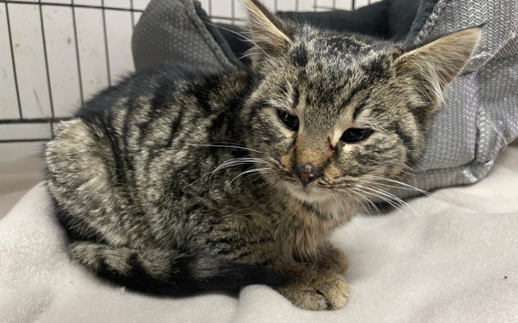 Zbiórka Nakarm z nami Głodomory - zdjęcie główne