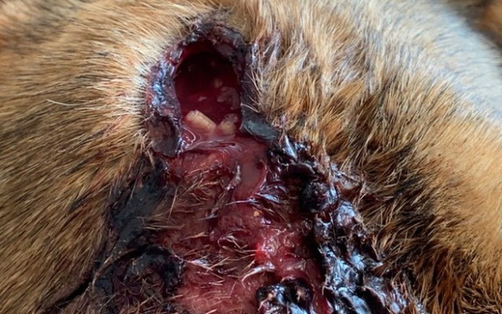 Zbiórka Larwy zjadały go za życia. - zdjęcie główne