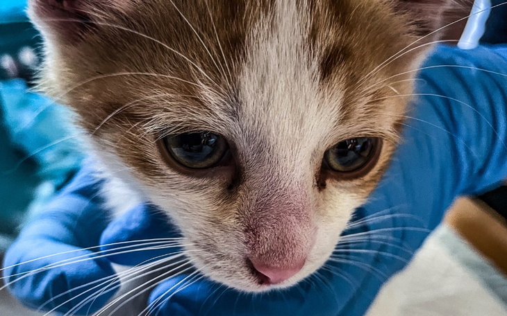 Zbiórka Cierpiący Harry walczy - zdjęcie główne