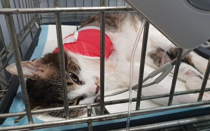 Zbiórka Toniemy w długach . - zdjęcie główne