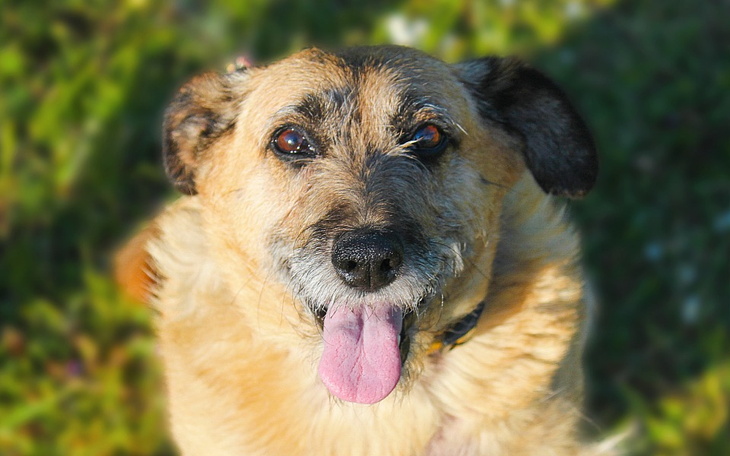 Zbiórka Dejzi potrzebuje karmy i leków - zdjęcie główne