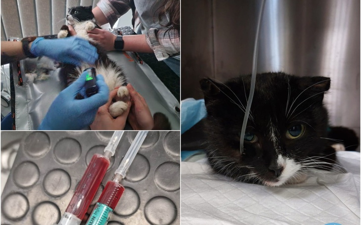 Zbiórka Ratujemy Annę - zdjęcie główne