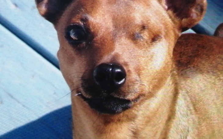 Zbiórka Na psy i jednookiego Johnatana - zdjęcie główne