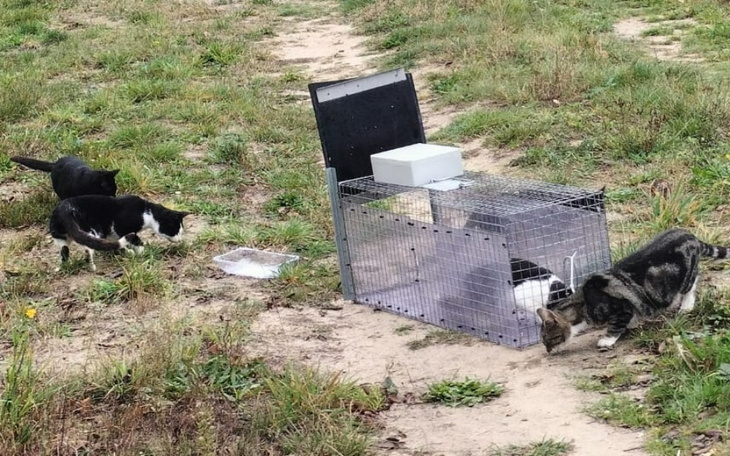 Zbiórka Stado 24 kotów do kastracji - zdjęcie główne
