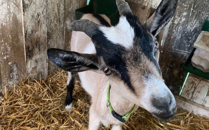 Koza z charakterystycznymi rogami w stodole.
