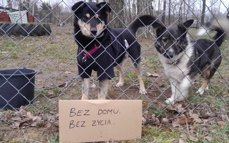 Zbiórka Na prąd IIKW - zdjęcie główne