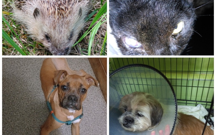 Zbiórka Na żarełko - zdjęcie główne