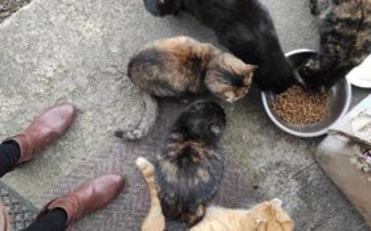 Zbiórka Pomóżmy nakarmić bezdomne koty - zdjęcie główne