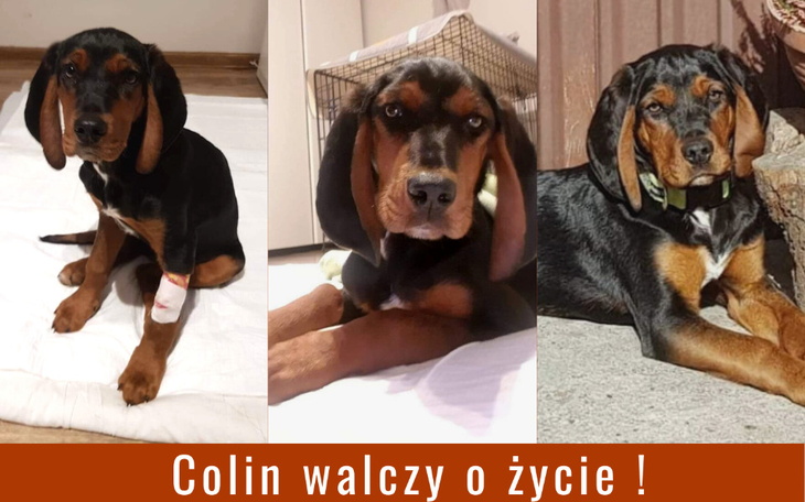 Zbiórka Gończy Polski walczy o życie - zdjęcie główne
