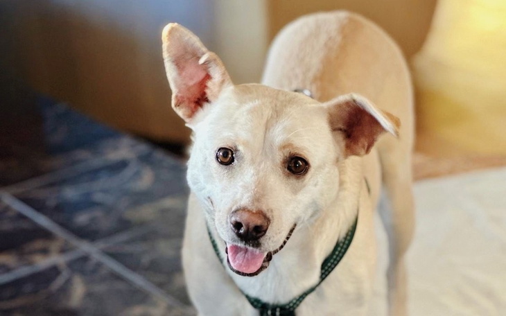 Zbiórka Na groomera i 3 foresto - zdjęcie główne