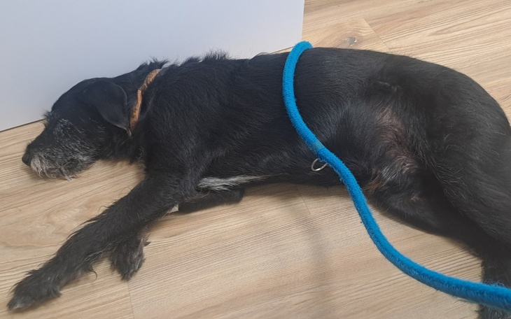 Pies leżący na podłodze, odpoczywający w słońcu.