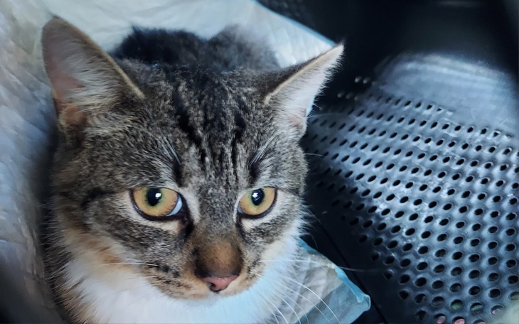 Zbiórka Karma i żwirek dla tymczasów. - zdjęcie główne