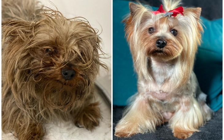 Zabiegany pies przed i po pielęgnacji.