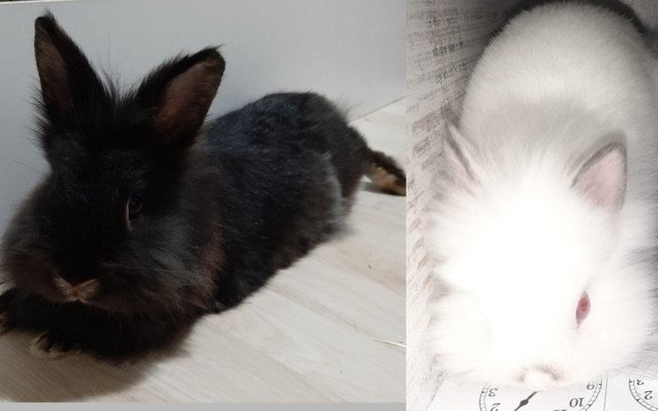 Zbiórka Kastracja,szczepienia dla królik - zdjęcie główne