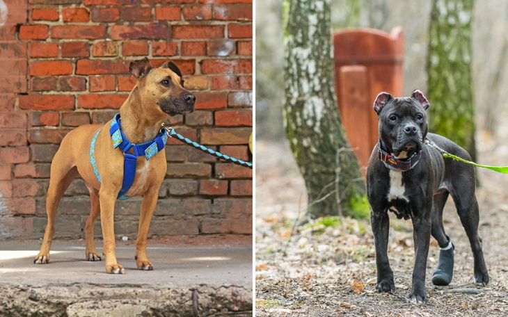 Zbiórka Zabieg Kermita i leczenie Tiny - zdjęcie główne