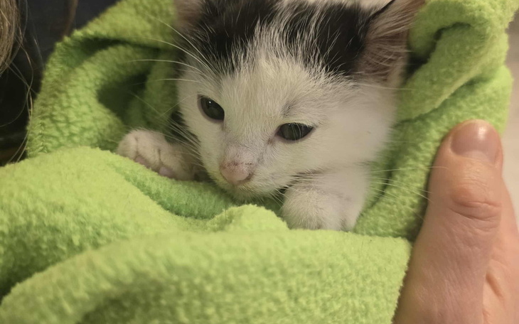 Kotek owinięty w zielony ręcznik, wygląda na zrelaksowanego.