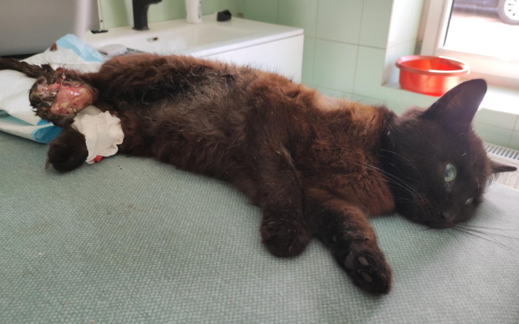 Chory kot leżący na stole w klinice weterynaryjnej.