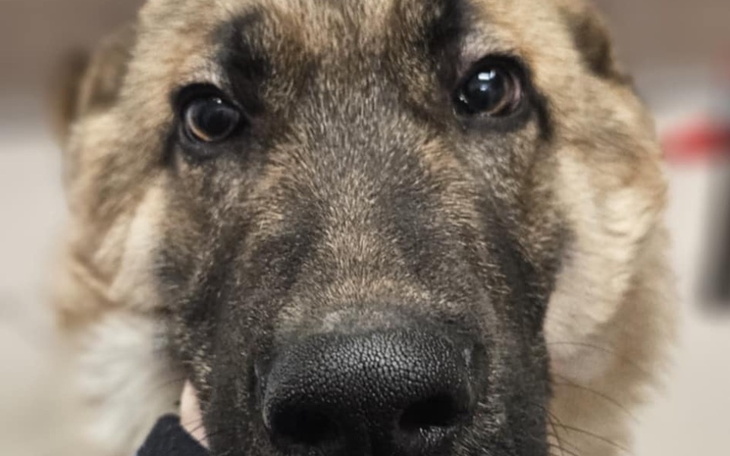 Zbliżenie na psa, z wyraźnym widokiem na jego twarz.