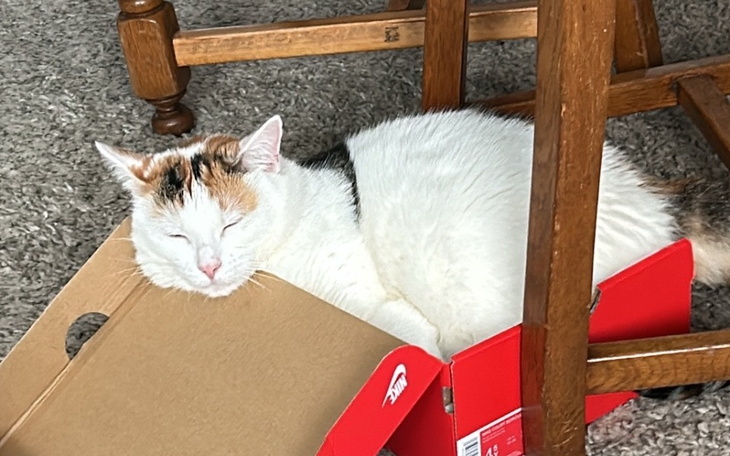 Zbiórka Dla mojej kochanej Katy - zdjęcie główne