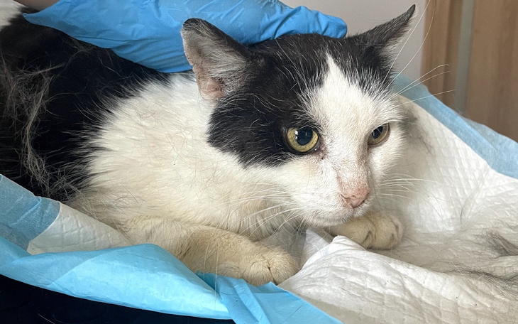 Kot z białym i czarnym futrem, leżący na niebieskim ręczniku.