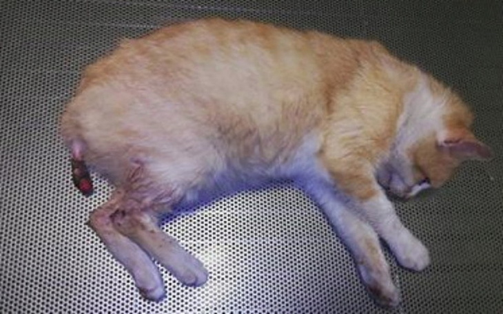 Zbiórka Ogonek! - zdjęcie główne