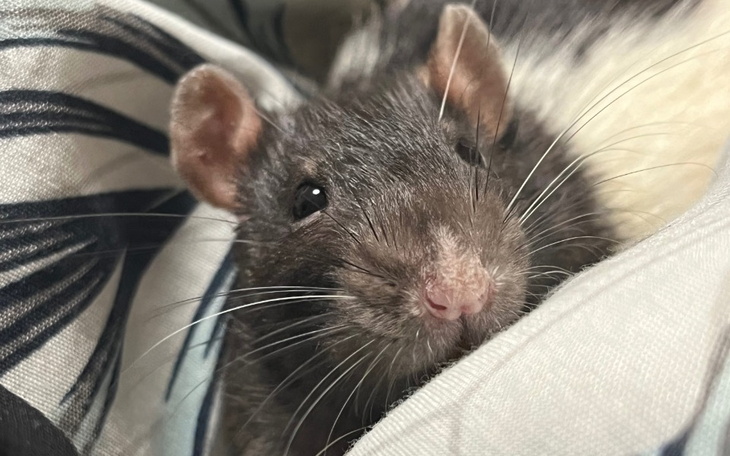 Zbiórka Operacja guzów - zdjęcie główne