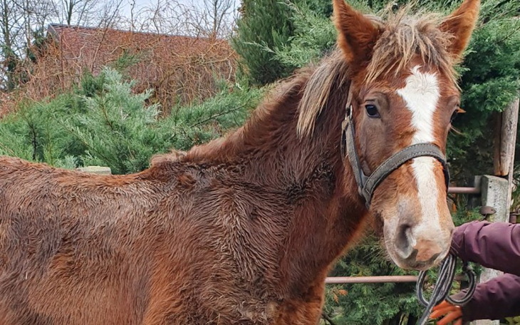 Zbiórka Na stajnię dla koni fundacyjnych - zdjęcie główne