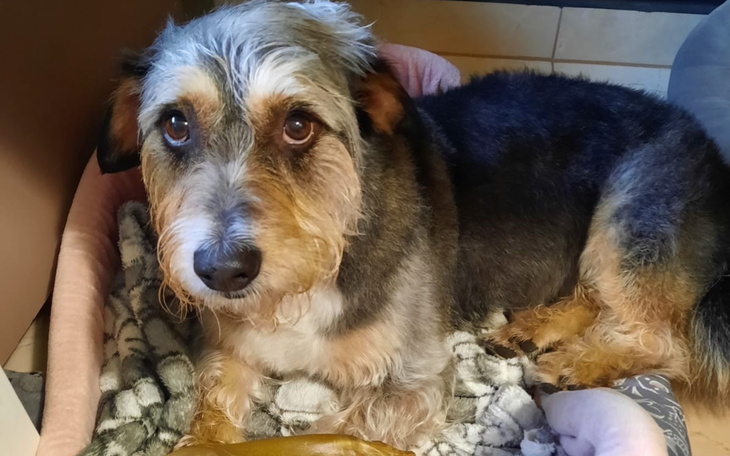 Pies leżący w swoim legowisku, z wyrazem przyjaznym na pyszczku.