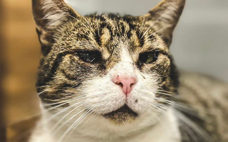 Zbiórka Staruszek Bruno szuka domu - zdjęcie główne