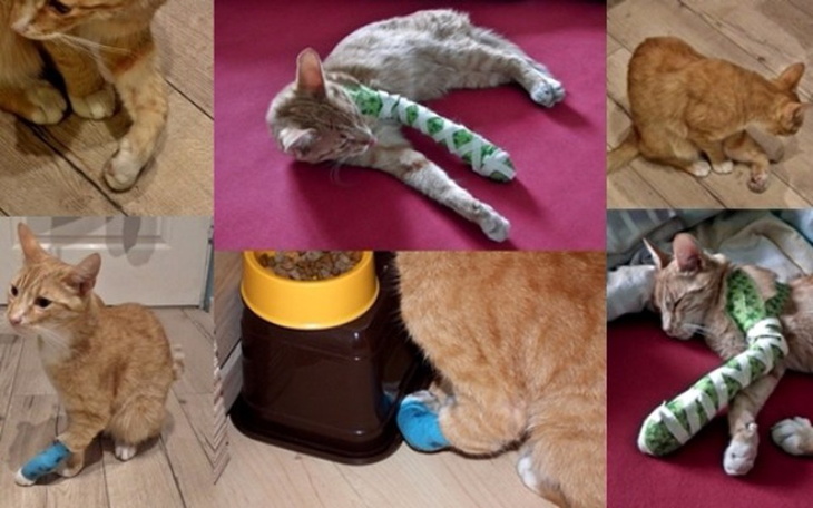 Zbiórka Na ratowanie łapki Iryska - zdjęcie główne