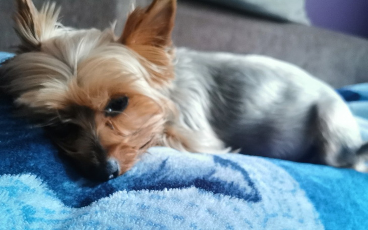 Zbiórka Leczenie Bajki - zdjęcie główne