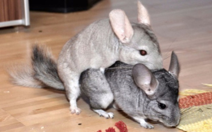 Zbiórka Żeby szynszyle przeżyły - zdjęcie główne