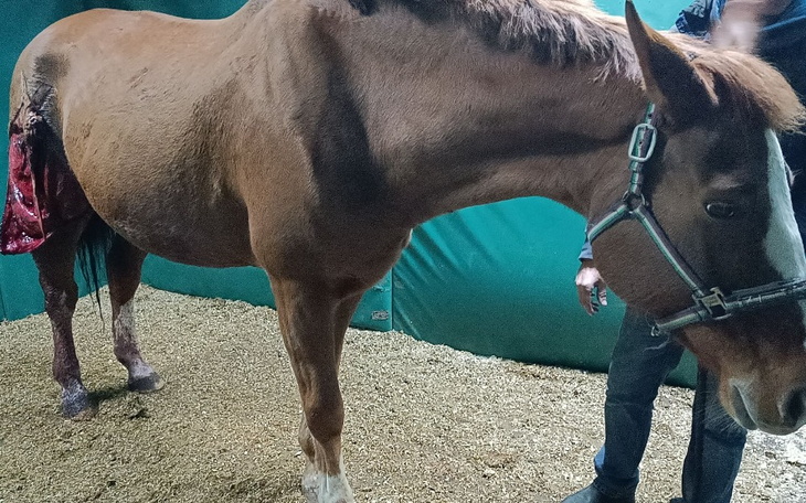 Zbiórka Klacz z nogą bez skóry - zdjęcie główne