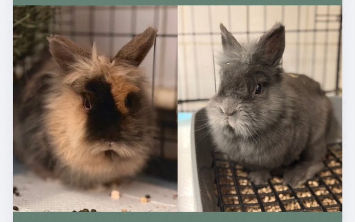 Dwa króliki w klatce, jeden brązowy, drugi szary.