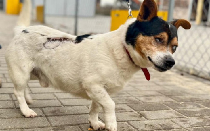 Zbiórka Walczymy o nowe życie dla psów z - zdjęcie główne