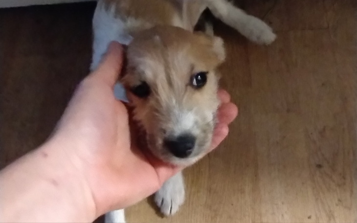 Zbiórka Szczenięta proszą o wsparcie - zdjęcie główne