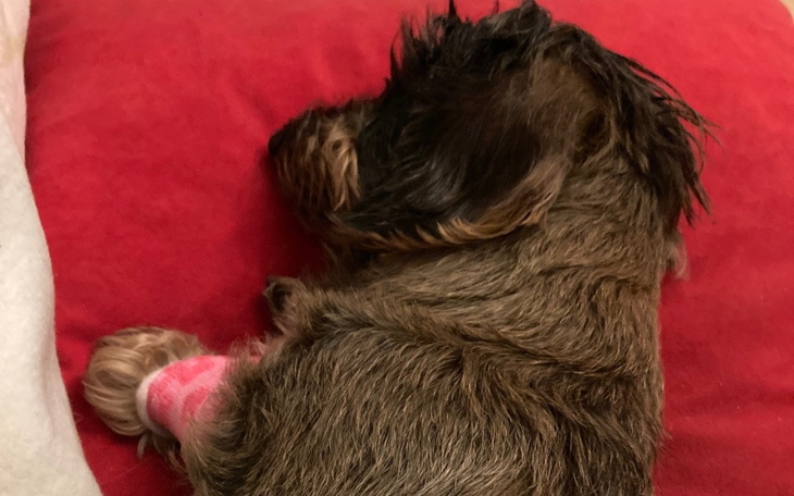 Zbiórka Zbiórka na leczenie Niuni - zdjęcie główne