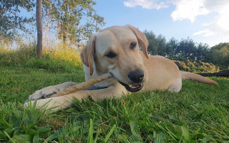 Labrador bawiący się patykiem na trawie.