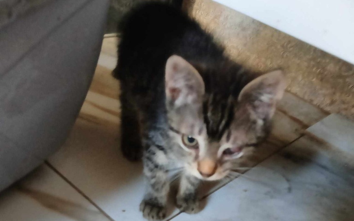 Zbiórka Kotki z obory - zdjęcie główne