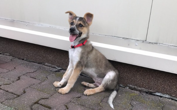 Zbiórka Operacja Flipera - zdjęcie główne