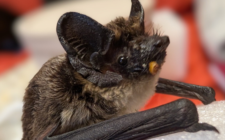 Biedny nietoperz, który potrzebuje pomocy i opieki.