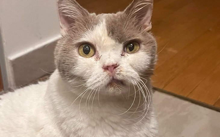 Kot z wyrazistymi oczami, siedzący na podłodze.