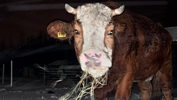 Zbiórka Nakarm "niewidzialne" zwierzęta! - miniaturka zdjęcia