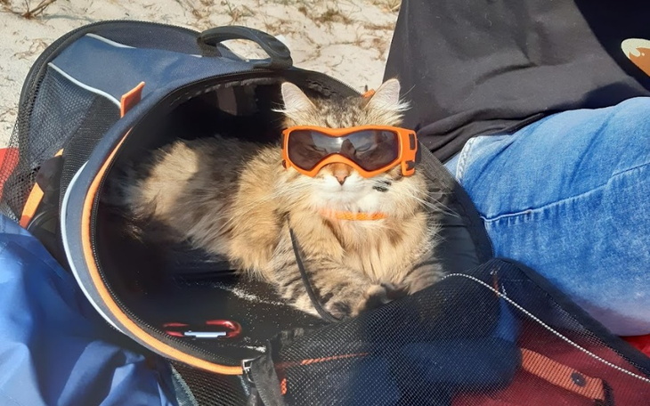 Zbiórka Ratujemy serce 1,5-rocznego Nemo - zdjęcie główne