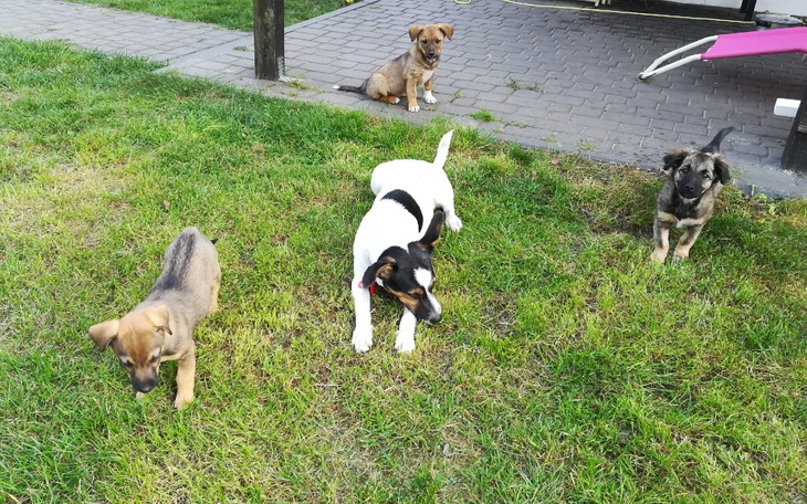 Zbiórka Karma dla bezdomnych szczeniąt - zdjęcie główne