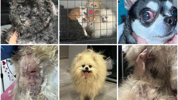 Zbiórka Kamisie -pomoc dla podopiecznych - miniaturka zdjęcia