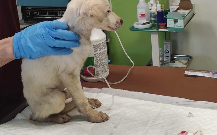 Zbiórka Uratować od parwowirozy . - zdjęcie główne