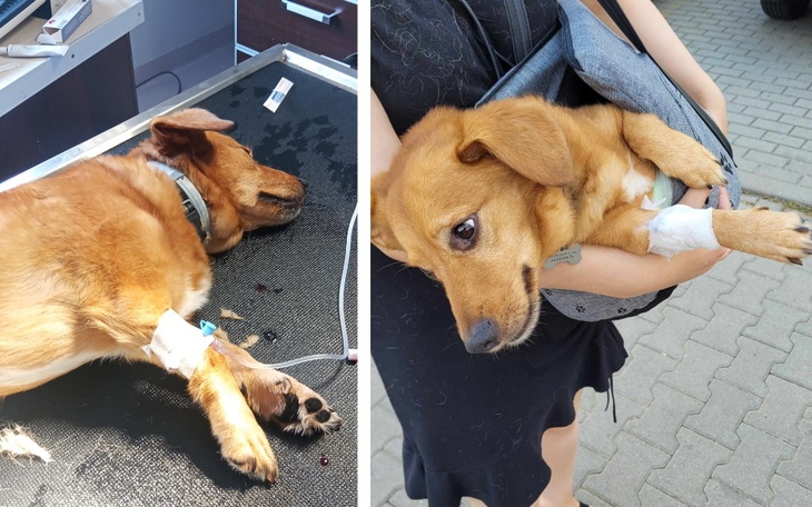 Zbiórka Pomóż Vigo wygrać z paraliżem - zdjęcie główne