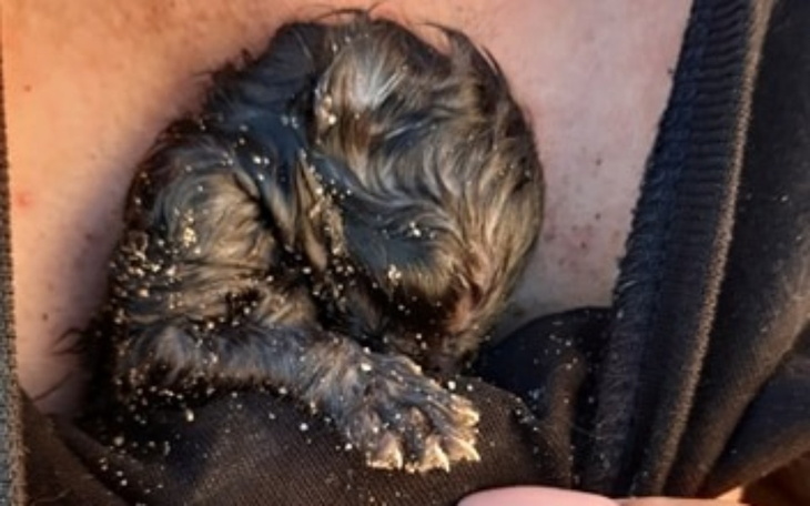 Zbiórka Cena życia- zbiórka na inkubator - zdjęcie główne